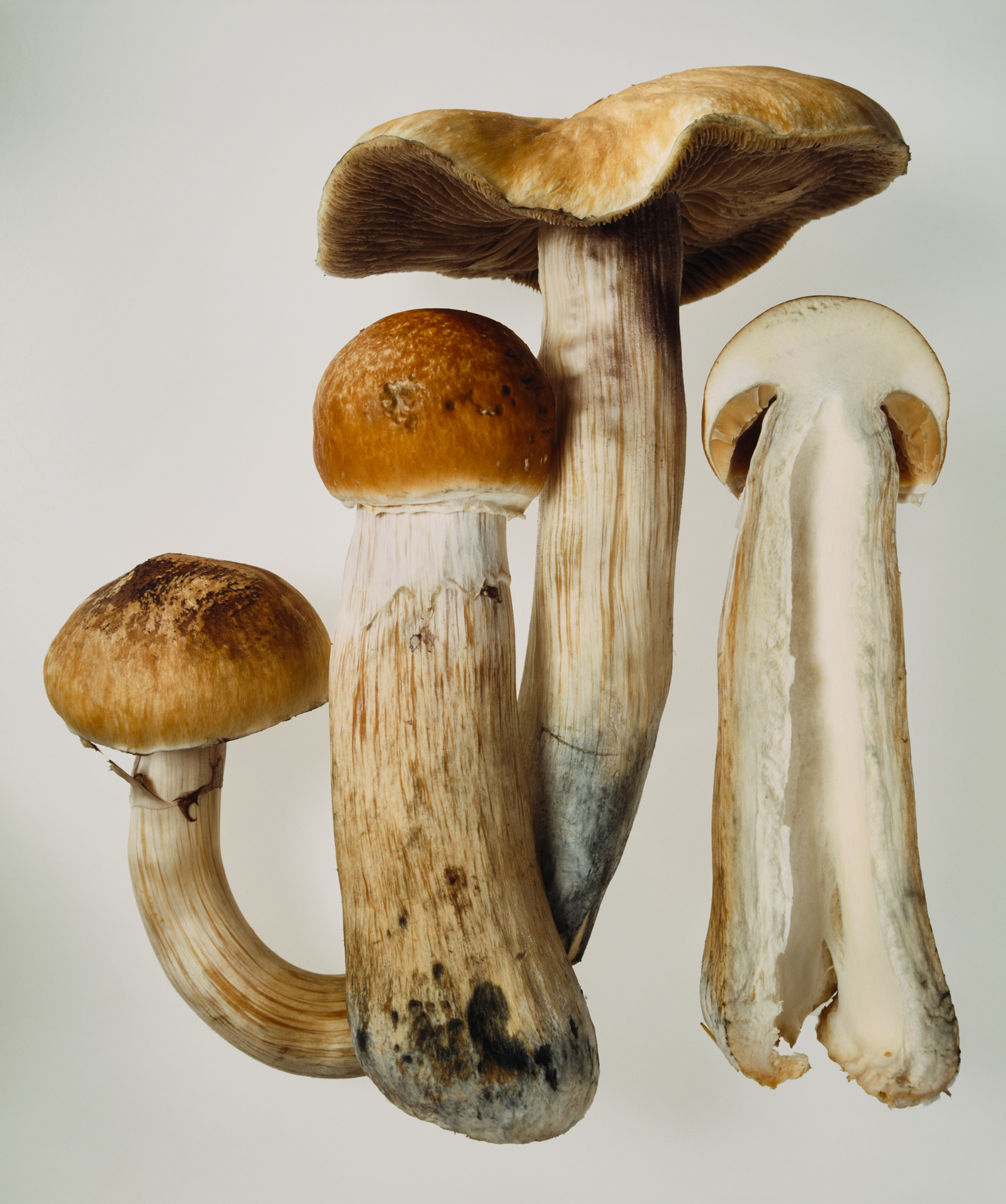 Eine Fotografie eines PIlzes auf weissem Hintergrund. Der Pilz rechts ist eine Querschnitt