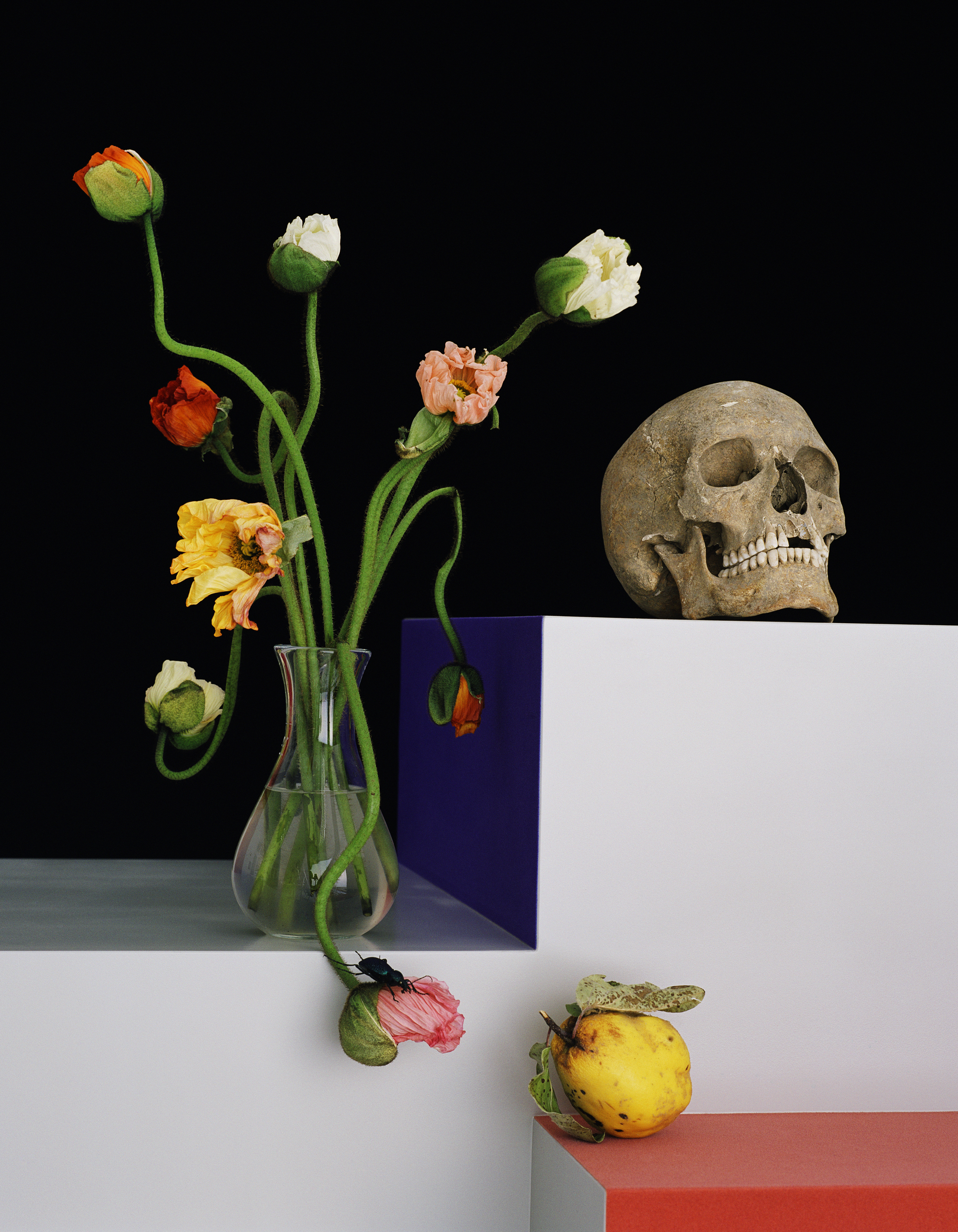 Ein Stillleben einer Blumenvase mit Käfer, einem Totenschädel und Frucht