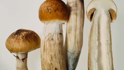 Eine Fotografie eines PIlzes auf weissem Hintergrund. Der Pilz rechts ist eine Querschnitt